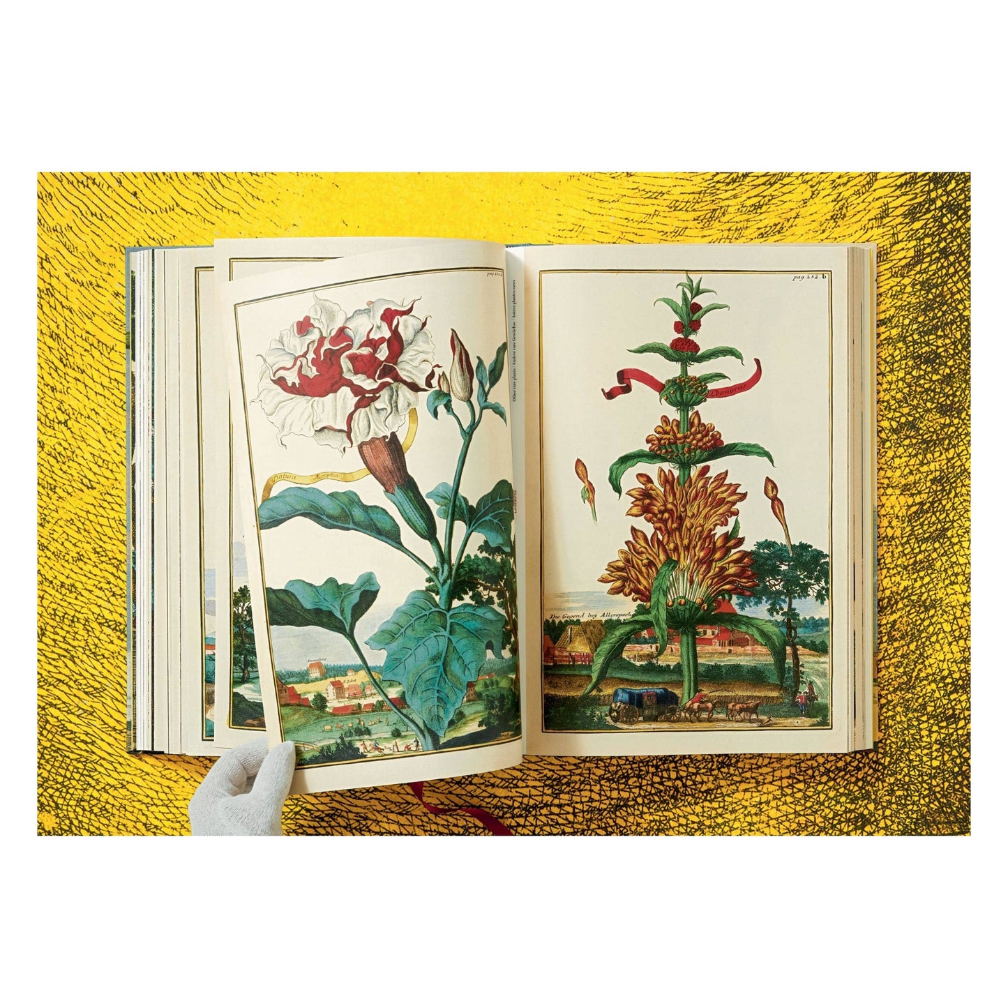 The Book of Citrus Fruits