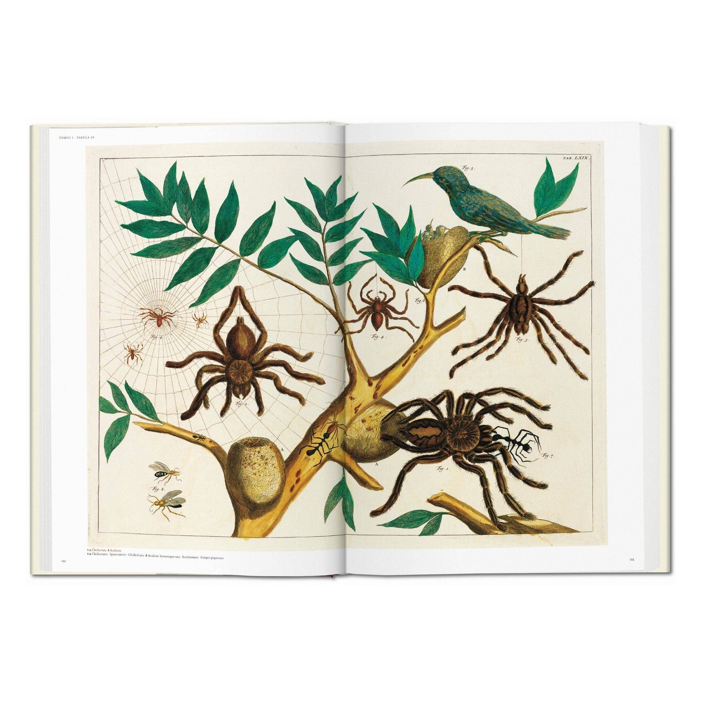 Cabinet of Natural Curiosities