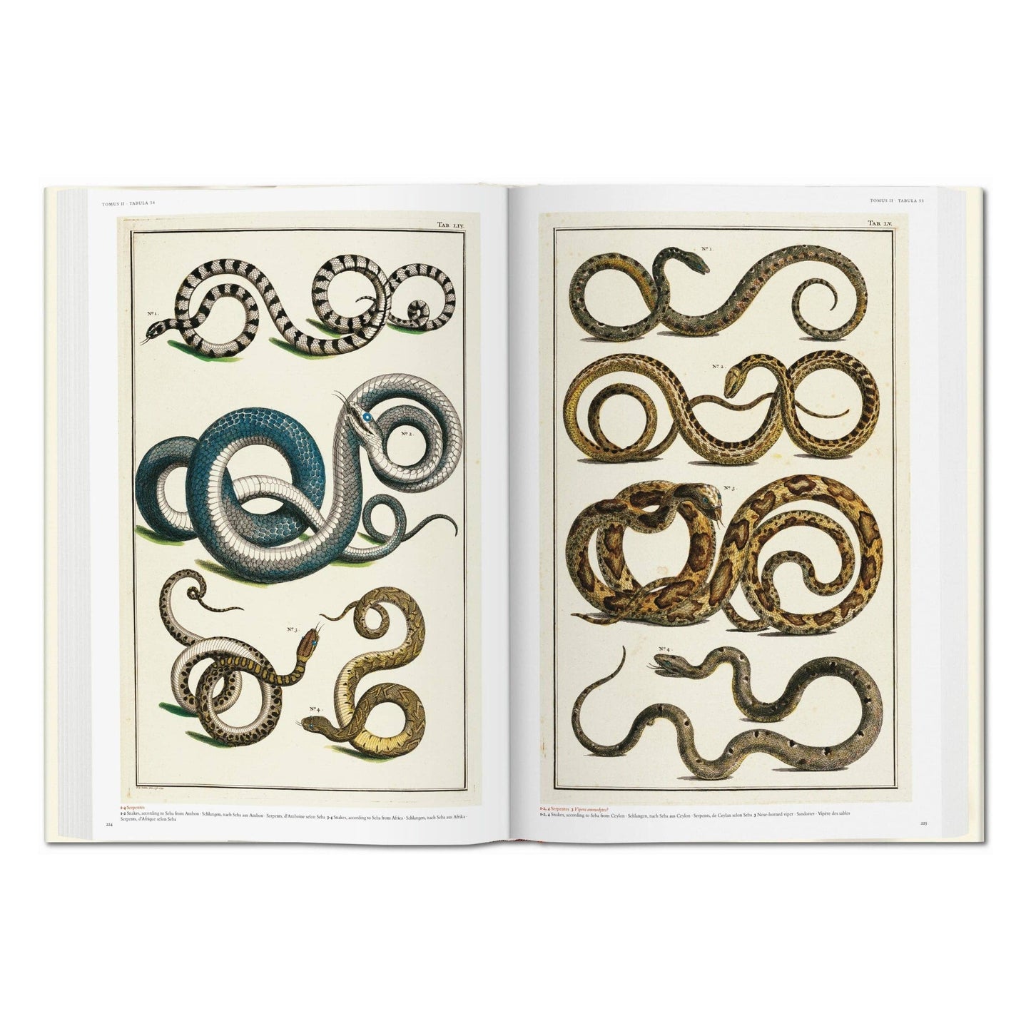 Cabinet of Natural Curiosities