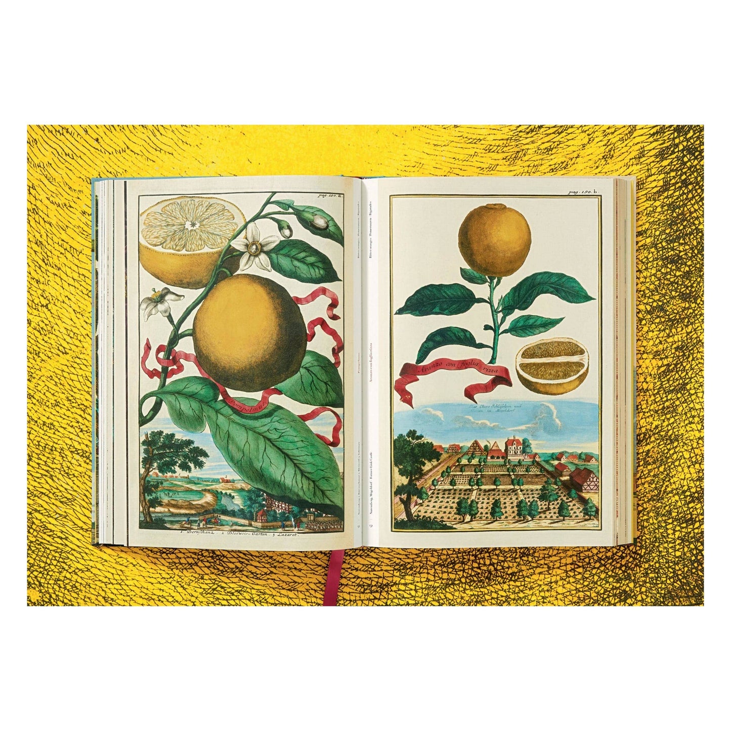The Book of Citrus Fruits