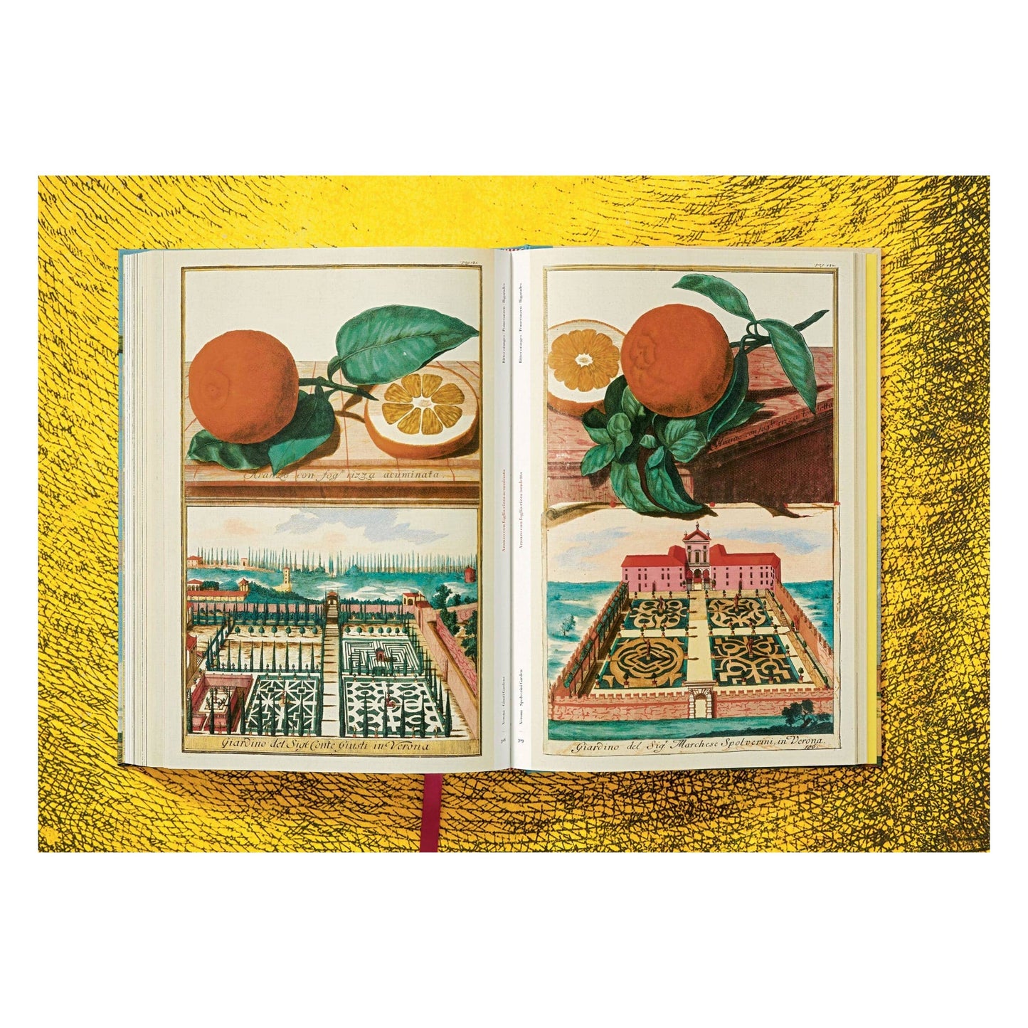 The Book of Citrus Fruits