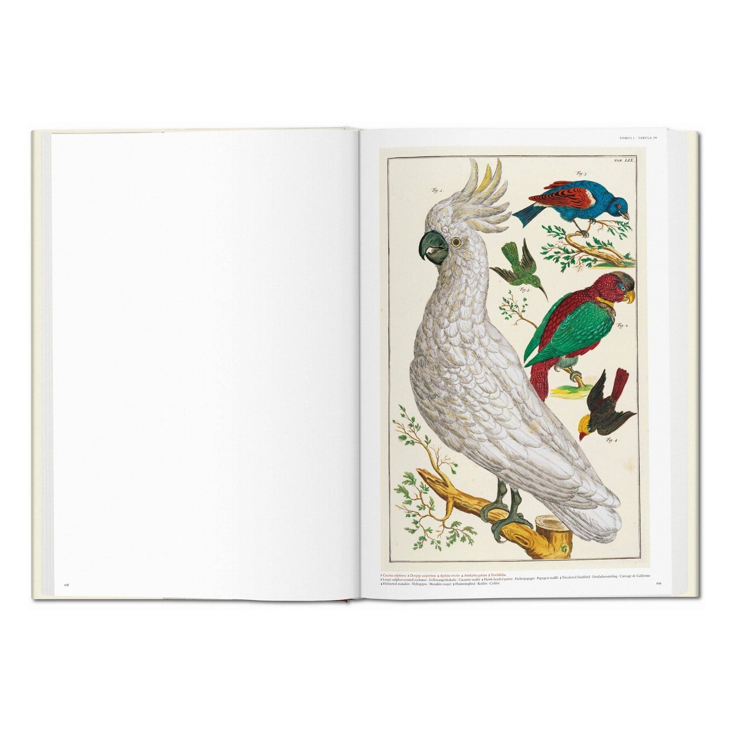 Cabinet of Natural Curiosities