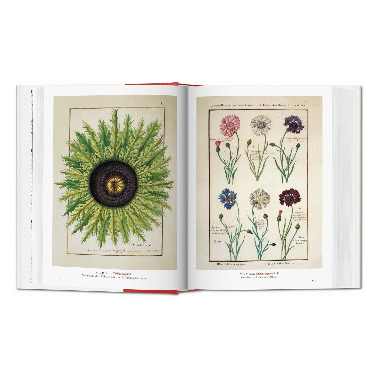 Open book displaying illustrations of plants on a white background