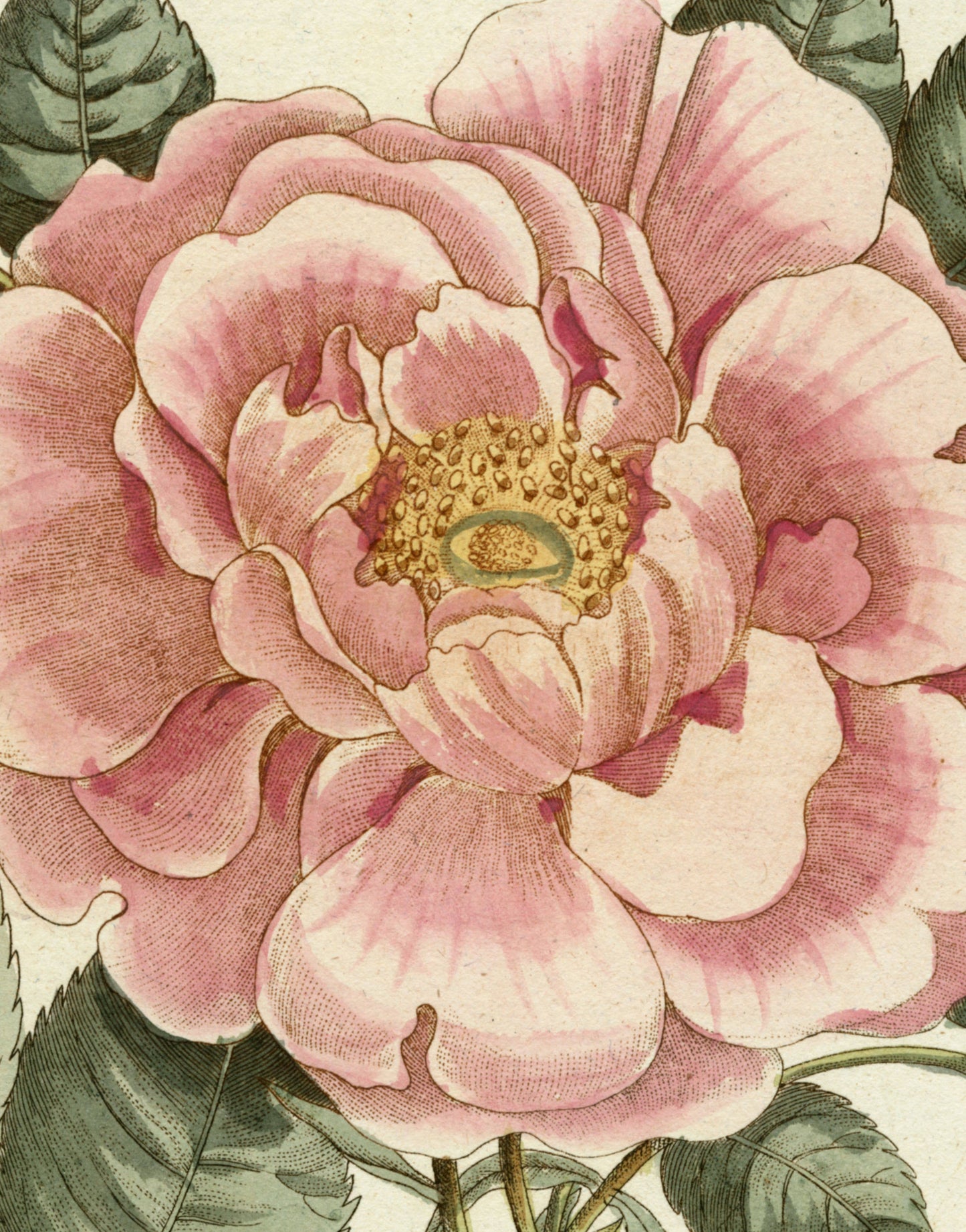 Close-up of a pink floral illustration with green leaves.