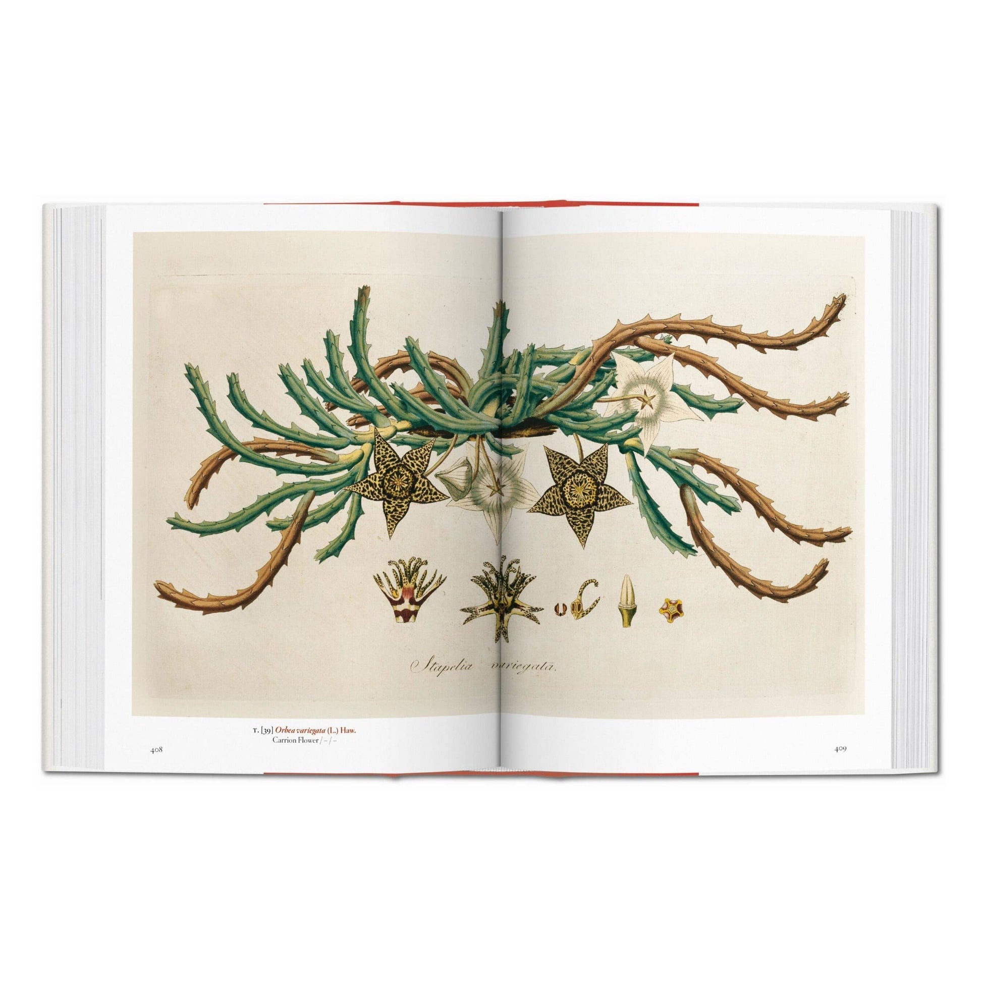 Book Art Le Marchande