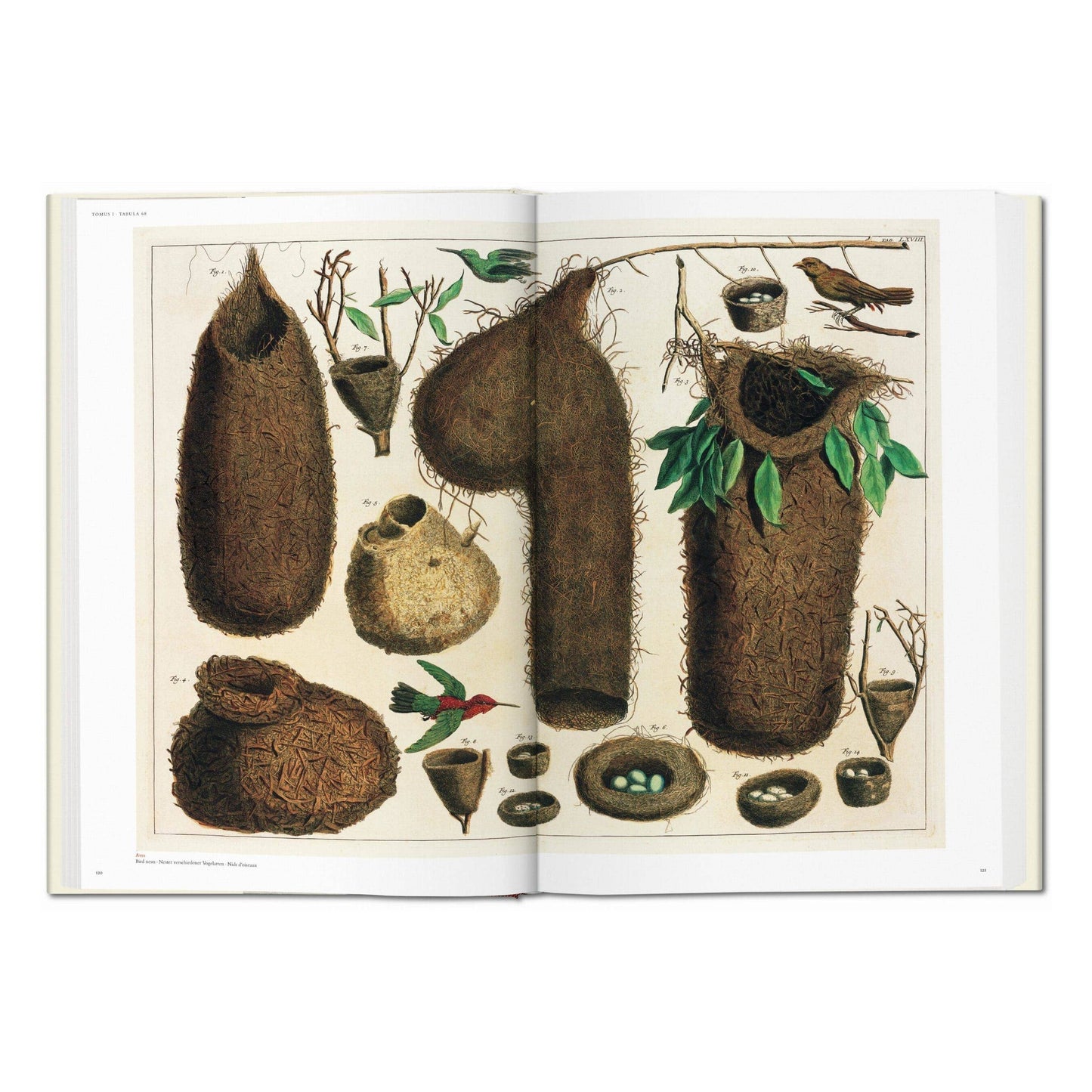 Cabinet of Natural Curiosities