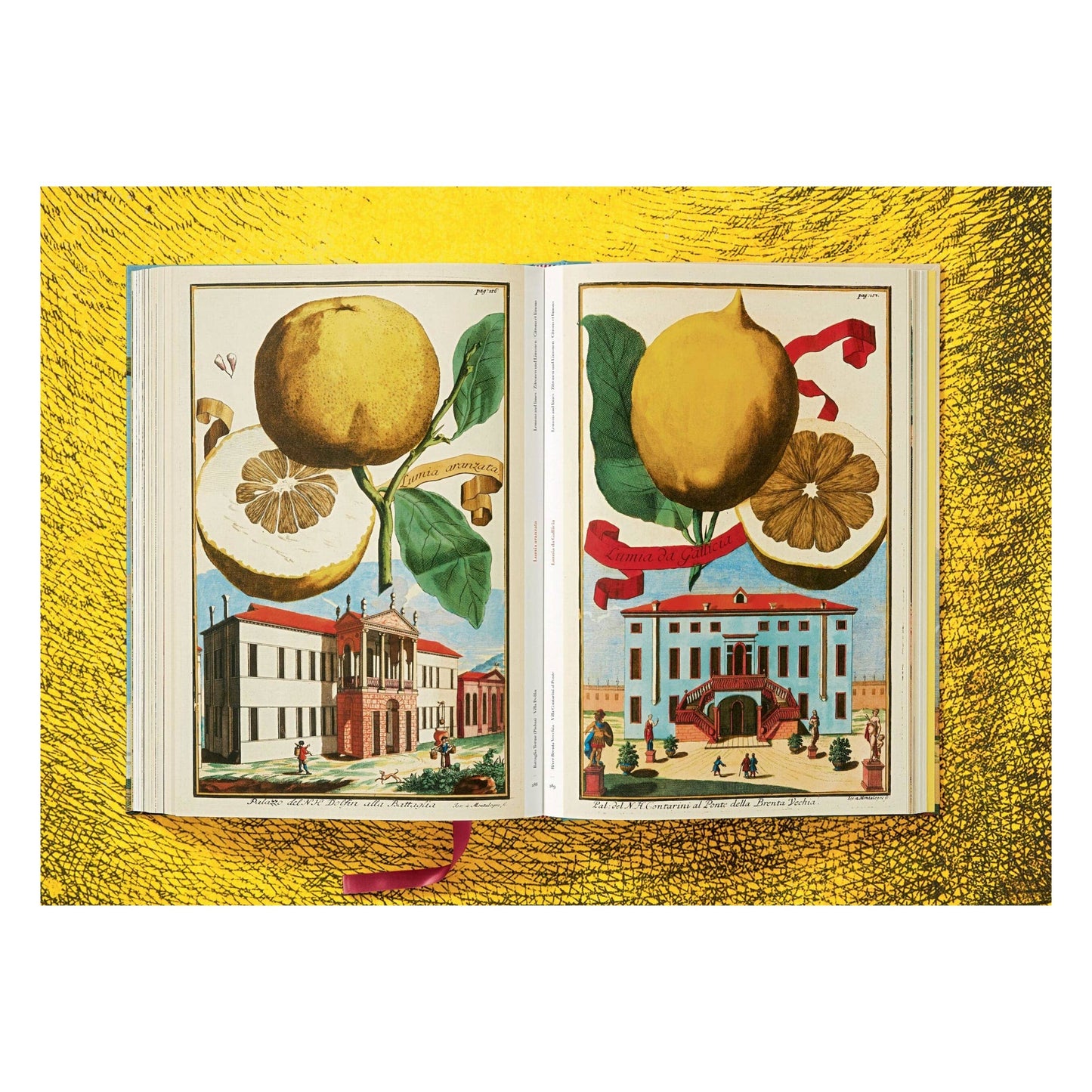 The Book of Citrus Fruits