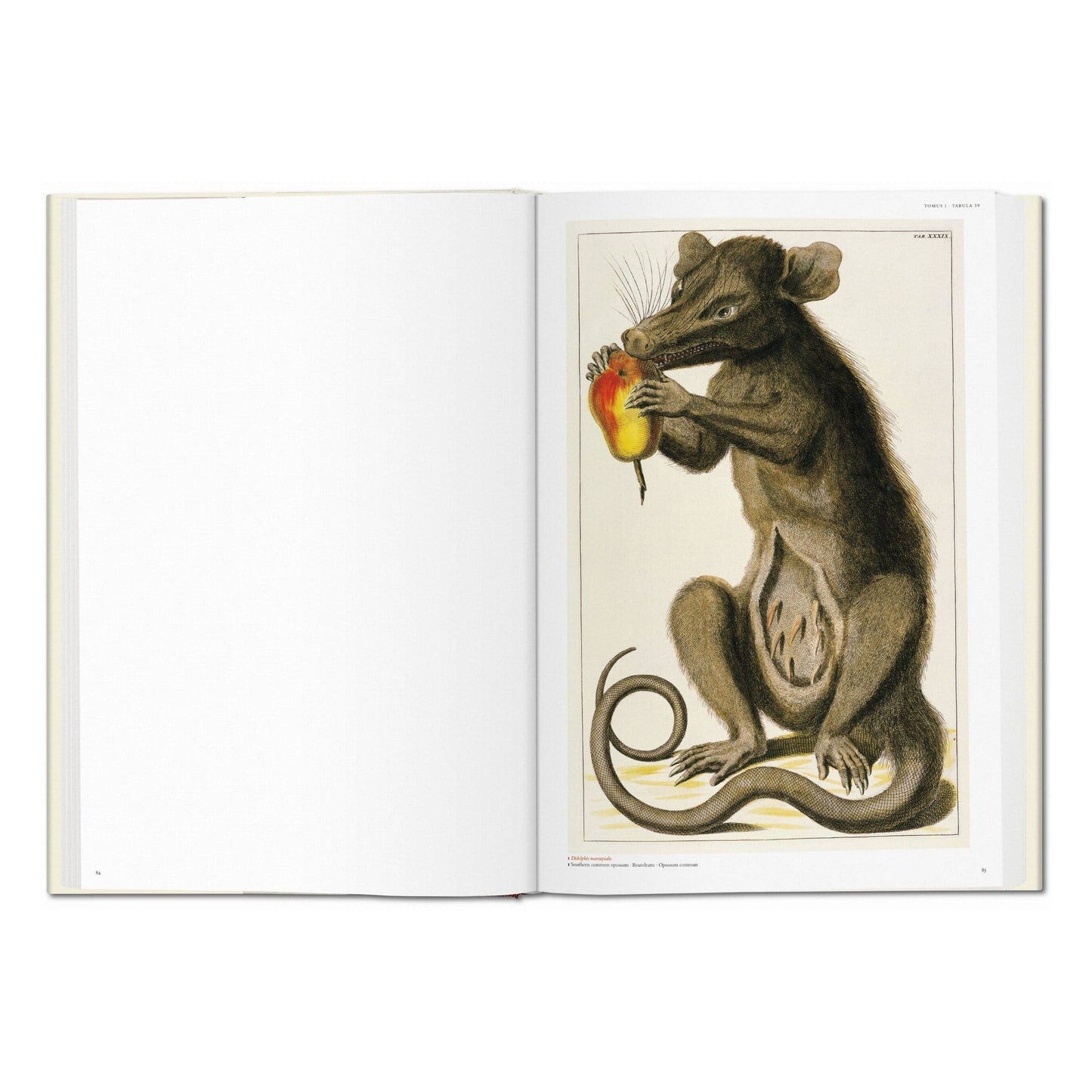 Cabinet of Natural Curiosities