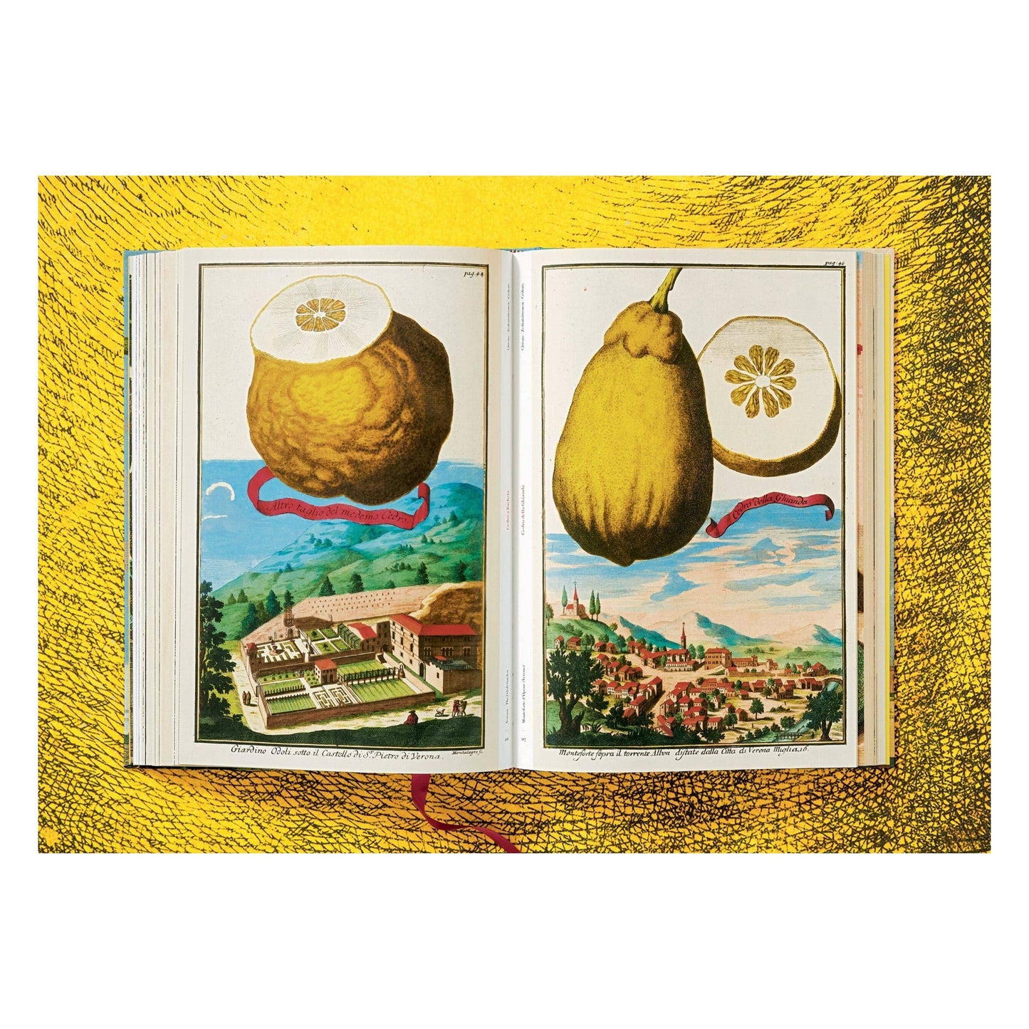 The Book of Citrus Fruits