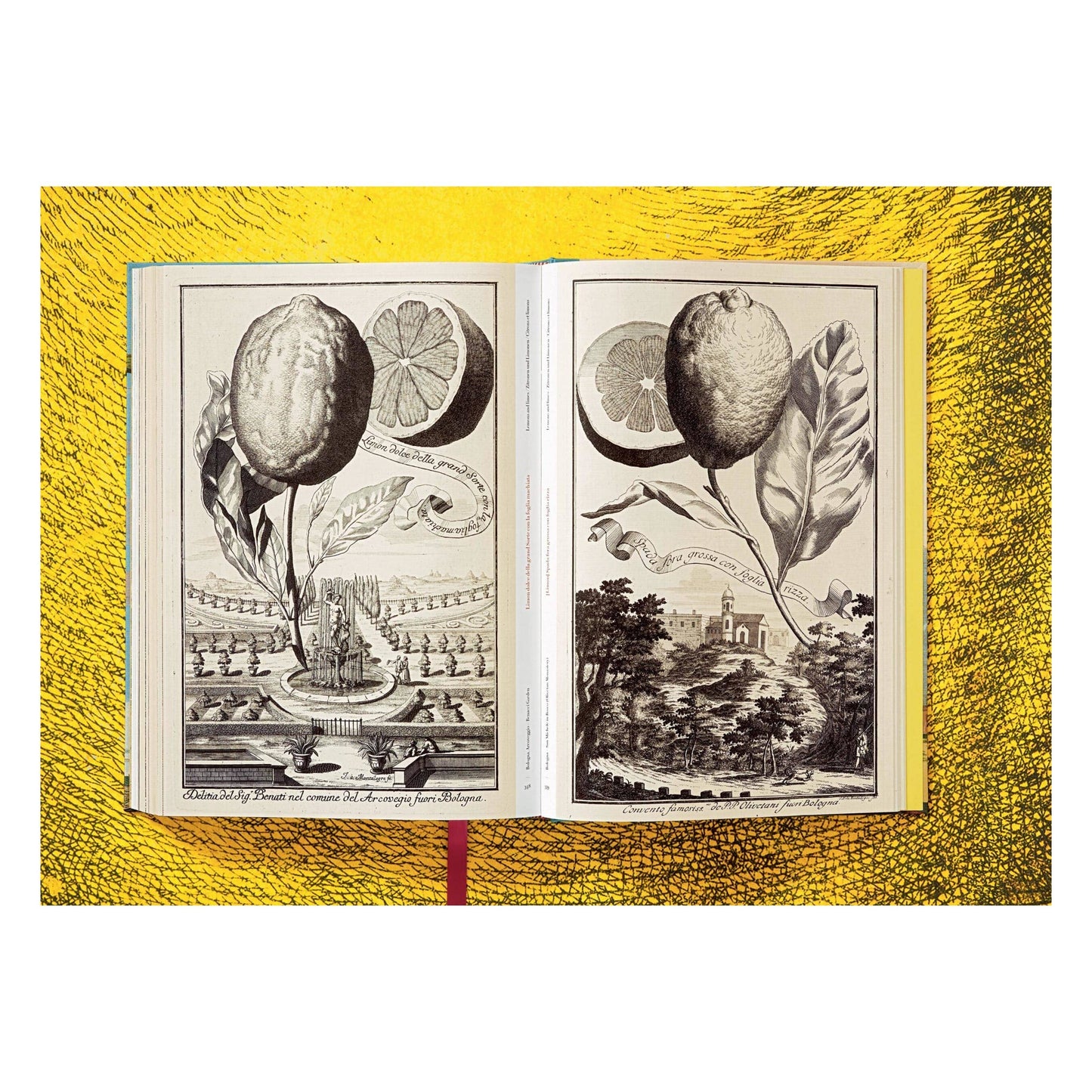 The Book of Citrus Fruits